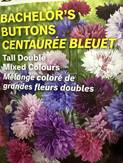 Bachelor's Buttons - Mixed Colours